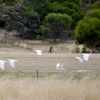 Zdjęcie z Australii - Leca kakadu sinookie (Cacatua sanguinea)