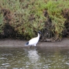 Zdjęcie z Australii - Przy drugim brzegu brodzi ibis czarnopióry (Threskiornis molucca)