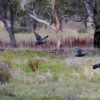 Zdjęcie z Australii - Leca kaczki pacyficzne (Anas superciliosa)