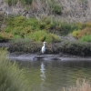 Zdjęcie z Australii - Czapla biała (Ardea alba) taka sama jak w Polsce