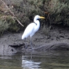 Zdjęcie z Australii - Czapla biała (Ardea alba)