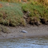 Zdjęcie z Australii - Troche dalej przechadzala sie Czapla białolica (Egretta novaehollandiae)