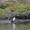 Zdjęcie z Australii - Czapla biała (Ardea alba)