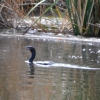 Zdjęcie z Australii - Kormoran bruzdodzioby znowu sie wynurzyl
