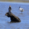 Zdjęcie z Australii - Kolejny kormoran srokaty i ibis
