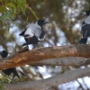 Zdjęcie z Australii - Dzierzbowrony (Gymnorhina tibicen)