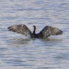Zdjęcie z Australii - Kormoran białolicy