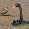 Zdjęcie z Australii - Łabędź czarny (Cygnus atratus) w towarzystwie