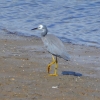 Zdjęcie z Australii - Niedaleko paraduje czapla białolica (Egretta novaehollandiae)