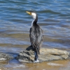 Zdjęcie z Australii - Kormoran bialolicy (srokaty) wygrzewa sie na slonku