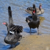 Zdjęcie z Australii - A przy strumyku łabędzia awanytura - starly sie dwa wielkie samce