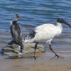 Zdjęcie z Australii - Ibis udaje, ze kormorana tam nie ma :)))