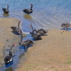 Zdjęcie z Australii - Wracam, przy strumyku pelna zgoda