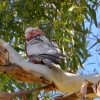 Zdjęcie z Australii - Nad rzeke wracam w kwietniu zeby przemaszerowac kolejny odcinek