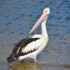Zdjęcie z Australii - Liczacy na cos pelikan :)