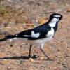 Zdjęcie z Australii - Gralina srokata (Grallina cyanoleuca) - samiec