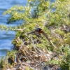 Zdjęcie z Australii - Jaskółka australijska (Hirundo neoxena)
