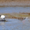 Zdjęcie z Australii - Przy błotnistej ławicy (łasze) szukaja pozywienia ibis i 