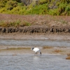 Zdjęcie z Australii - Ibis zawziecie przeszukuje muł