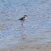 Zdjęcie z Australii - Mlody szczudłak zwyczajny (Himantopus himantopus)