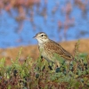 Zdjęcie z Australii - Świergotek australijski (Anthus novaeseelandiae)