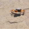 Zdjęcie z Australii - 