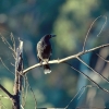 Zdjęcie z Australii - Na polance kurawonga czarna (Strepera graculina)