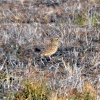 Zdjęcie z Australii - Chyba kępaczek trzcinowy (Poodytes gramineus)