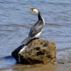 Zdjęcie z Australii - Dalej na kormoranim kamieniu siedzi kormoran bialolicy