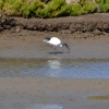 Zdjęcie z Australii - Ibis wyciagnal z blota jakiegos małża