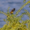 Zdjęcie z Australii - Miodaczek białouchy/paskobrzuchy (Phylidonyris novaehollandiae)