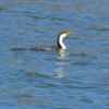 Zdjęcie z Australii - Kormoran bandyta :)))