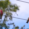 Zdjęcie z Australii - Przy parkingu pogniewana para kakadu różowych ;)))