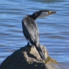 Zdjęcie z Australii - Brzegu strzeże czujny jak chrabąszcz kormoran bialolicy