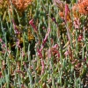 Zdjęcie z Australii - Roślinność słonowodnych rozlewisk