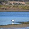 Zdjęcie z Australii - Na zakolu rzeki żeruje ibis