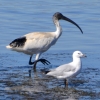 Zdjęcie z Australii - Ibis i mewa (pewnie liczaca na resztki z panskiego stolu)