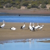 Zdjęcie z Australii - Na piaszczystym cypelku pelikanie spotkanie :)