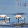 Zdjęcie z Australii - Z kazdym krokiem widze wiecej wodnego ptactwa