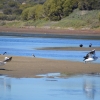 Zdjęcie z Australii - Pelikany odlatuja 