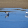 Zdjęcie z Australii - Warzęcha, ibis i czapla...kazde zajete swoimi sprawami :)