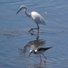 Zdjęcie z Australii - Czapla nadobna (Egretta garzetta)