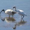Zdjęcie z Australii - Ibis z warzęchą za pan brat ;)