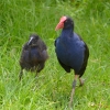 Zdjęcie z Australii - Modrzyki australijskie - kurki bagienne (Porphyrio melanotus)