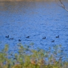 Zdjęcie z Australii - Łyski zwyczajne (Fulica atra), te same co w Polsce