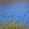 Zdjęcie z Australii - Łyski zwyczajne (Fulica atra), te same co w Polsce