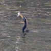 Zdjęcie z Australii - Wężówka australijska (Anhinga novaehollandiae)