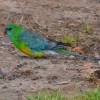 Zdjęcie z Australii - Świergotka seledynowa (Psephotus haematonotus) nad Thorndon Park Reservoir