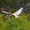 Zdjęcie z Australii - Leci ibis czarnopiory