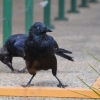 Zdjęcie z Australii - Juz na parkingu krucza mama z młodziakiem